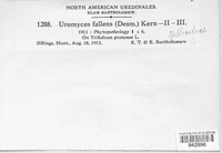 Uromyces fallens image